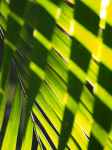 green palm tree leaf
